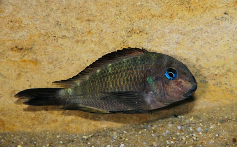 Tropheus sp. 'crescentic' Yungu (Green Congo)